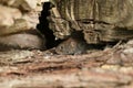 A cute wild Bank Vole, Myodes glareolus foraging for food in a log pile in woodland.