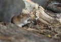 A cute wild Bank Vole, Myodes glareolus foraging for food in a log pile in woodland in the UK.