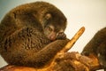 cute wild bear cuscus aulirops ursinus arboreal