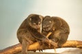 cute wild bear cuscus aulirops ursinus arboreal