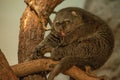 cute wild bear cuscus aulirops ursinus arboreal Royalty Free Stock Photo