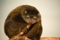 cute wild bear cuscus aulirops ursinus arboreal Royalty Free Stock Photo