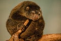 cute wild bear cuscus aulirops ursinus arboreal
