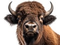 Cute wild buffalo portrait and white background Royalty Free Stock Photo