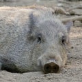 Cute Wild Boar in the mud Royalty Free Stock Photo