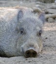 Cute Wild Boar in the mud Royalty Free Stock Photo