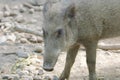 Cute Wild Boar in the mud Royalty Free Stock Photo