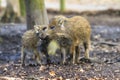 Cute wild boars Royalty Free Stock Photo