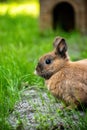 Cute wild brown rabbit in the yard, close-up, vertical Royalty Free Stock Photo