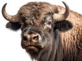 Cute wild buffalo face and white background