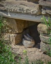 Cute Wild Bunny Rabbit with Yellow Flowers at Aztec Ruins