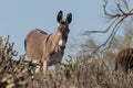 Cute Wild Burro in the Arizona Desert