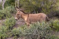 Cute Wild Burro