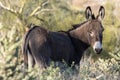 Cute Wild Burro