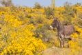 Cute Wild Burro in the Desert in Spring