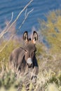 Cute Wild Burro in the Arizona Desert in Spring Royalty Free Stock Photo