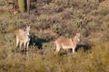 Cute Wild Burros in the Arizona Desert Royalty Free Stock Photo