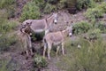 Cute Wild Burros in the Arizona Desert in Spring Royalty Free Stock Photo