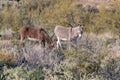 Cute Wild Burros in the Desert in Spring Royalty Free Stock Photo