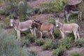 Herd of Wild Burros in the Arizona Desert Royalty Free Stock Photo