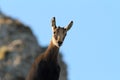 Cute wild chamois youngster looking at camera Royalty Free Stock Photo