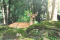 cute wild child deer in Nara,Kansai,Japan is a famous travel place