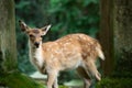 cute wild child deer in Nara,Kansai,Japan is a famous travel place