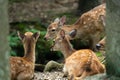 cute wild child deer in Nara,Kansai,Japan is a famous travel place