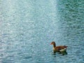 Cute wild duck floats on the water