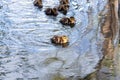 Cute and wild ducklings duck babies swimming in the lake.