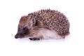Cute wild European Hedgehog Isolated on White Background Royalty Free Stock Photo