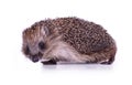 Cute wild European Hedgehog Isolated on White Background Royalty Free Stock Photo