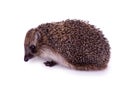 Cute wild European Hedgehog Isolated on White Background Royalty Free Stock Photo