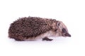 Cute wild European Hedgehog Isolated on White Background Royalty Free Stock Photo