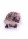 Cute wild European Hedgehog Isolated on White Background Royalty Free Stock Photo