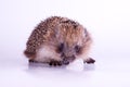 Cute wild European Hedgehog Isolated on White Background. Royalty Free Stock Photo