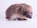Cute wild European Hedgehog Isolated on White Background. Royalty Free Stock Photo