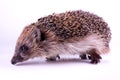 Cute wild European Hedgehog Isolated on White Background. Royalty Free Stock Photo