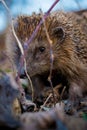 Cute wild hedgehog in autumn