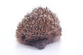 Cute wild hedgehog. Hedgehog closeup. hedgehog spike spikes quills as texture background. Hedgehog is any of the spiny