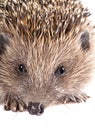 Cute wild hedgehog portrait on white Royalty Free Stock Photo