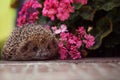 Cute wild hedgehog in summer nature background