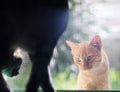 Cute wild homeless short hair young yellow orange colour asian stray kitten cat communicate with a home cat from outside. Royalty Free Stock Photo