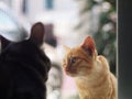 Cute wild homeless short hair young yellow orange colour asian stray kitten cat communicate with a home cat from outside. Royalty Free Stock Photo