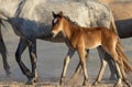 Cute Wild Horse Foal in Spring