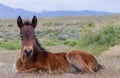 Cute Wild Horse Foal Bedded in the Utah Desert