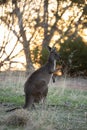 Cute wild kangaroo grazes in the forest, stand among trees, sunset background Royalty Free Stock Photo