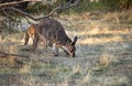 Cute wild kangaroos graze in the forest, stand among trees,