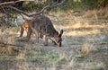 Cute wild kangaroos graze in the forest, stand among trees, Royalty Free Stock Photo