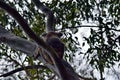 Cute wild koala bear is climbing on the tree in Noosa National Park Royalty Free Stock Photo